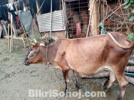 গাভী